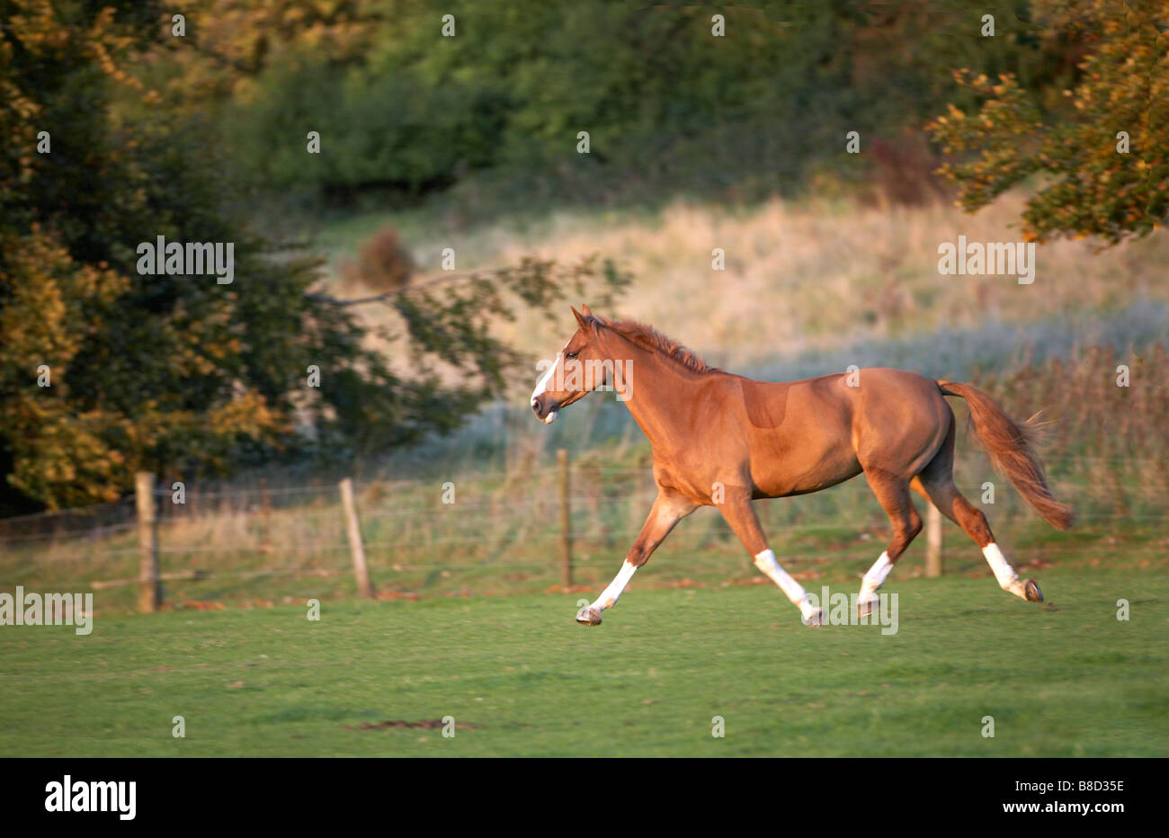 Horse cantering in field Stock Photo Alamy