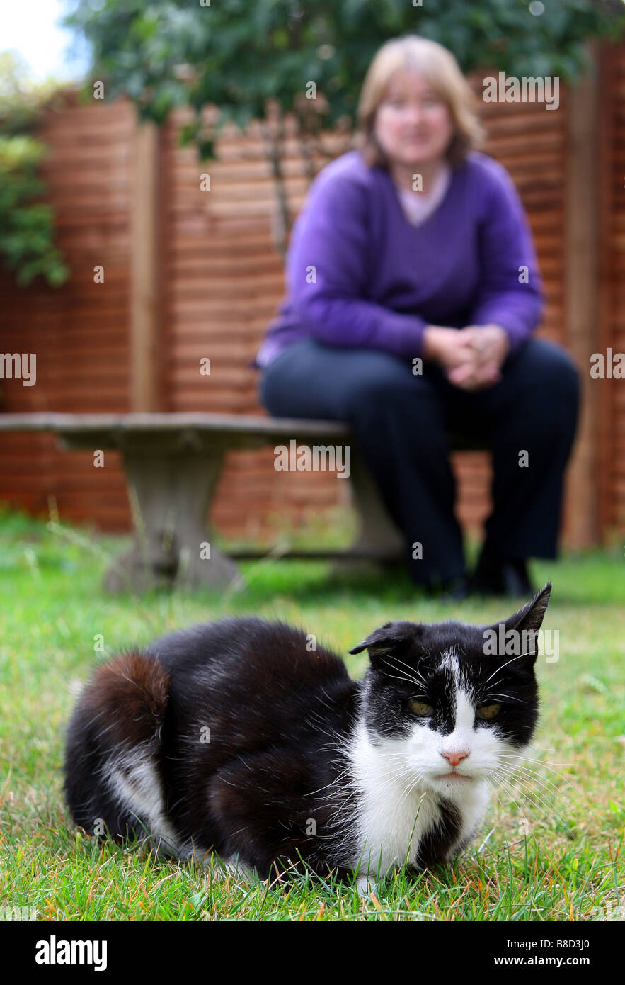 Old stray cat over looked by new loving owner Stock Photo