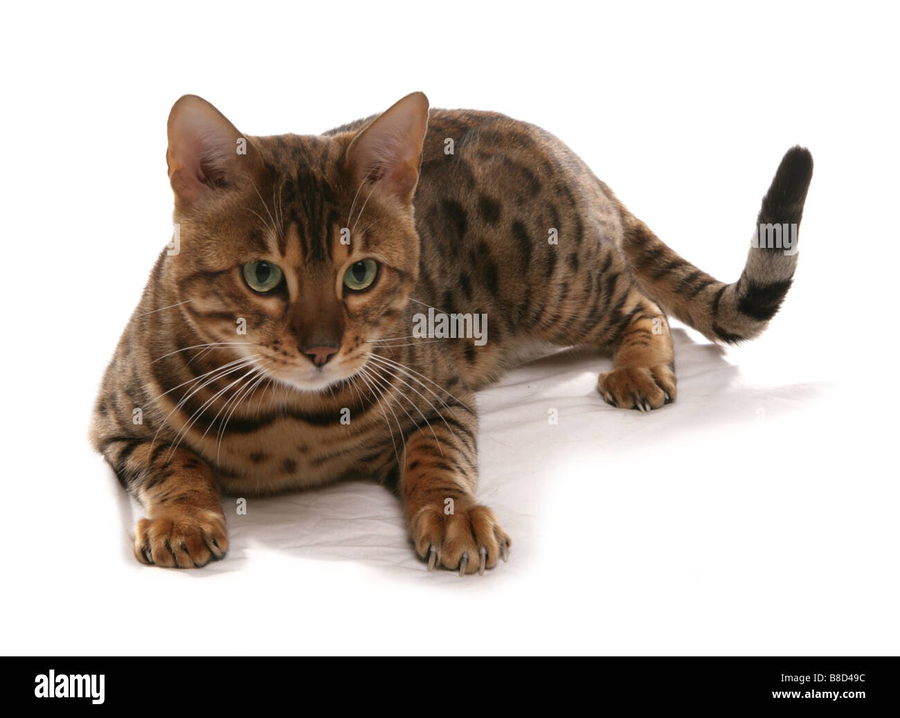 Rosetted Bengal Cat Laying Studio Stock Photo