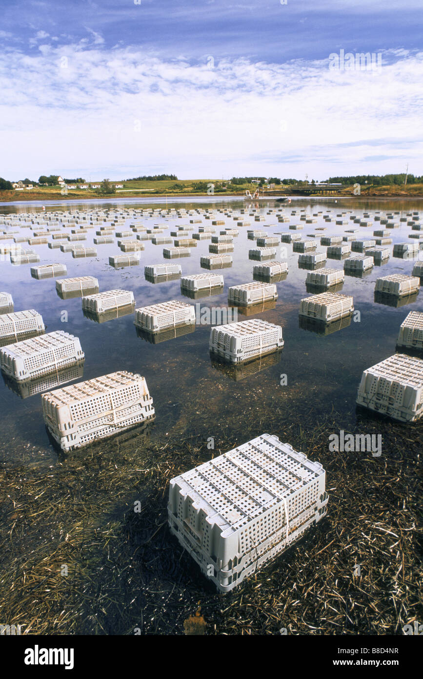 Crated Oysters, Price Edward Island Stock Photo