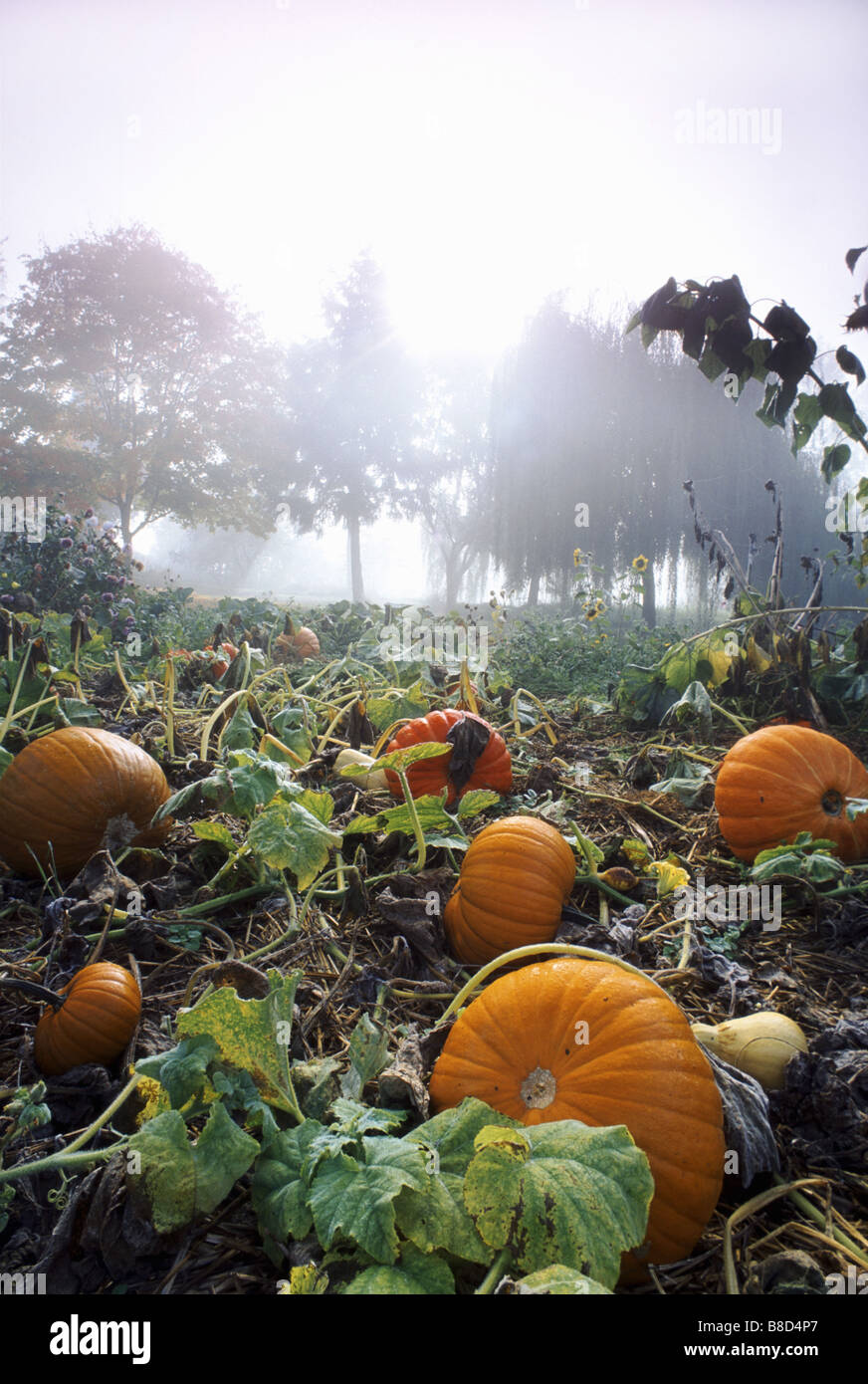 Pumpkin Patch, British Columbia Stock Photo