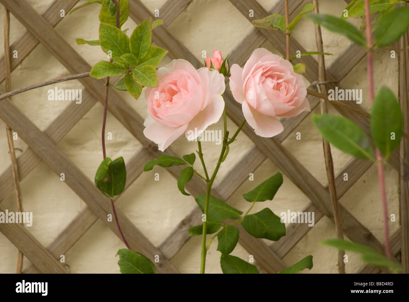 Two roses on a trellis Stock Photo Alamy