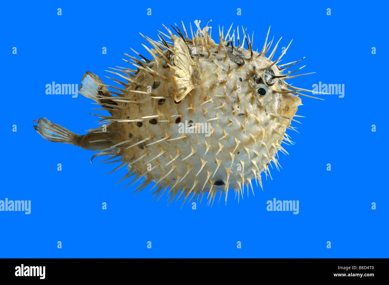 Diodon hystrix.  Dry tropical fish on blue background Stock Photo