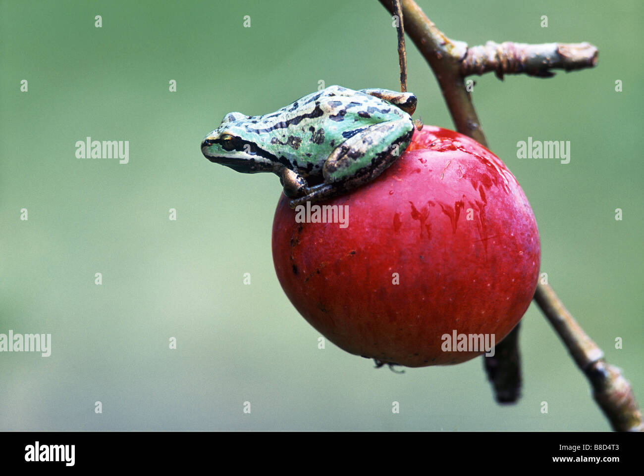 Pacific Tree Frog Crab Apple, British Columbia Stock Photo