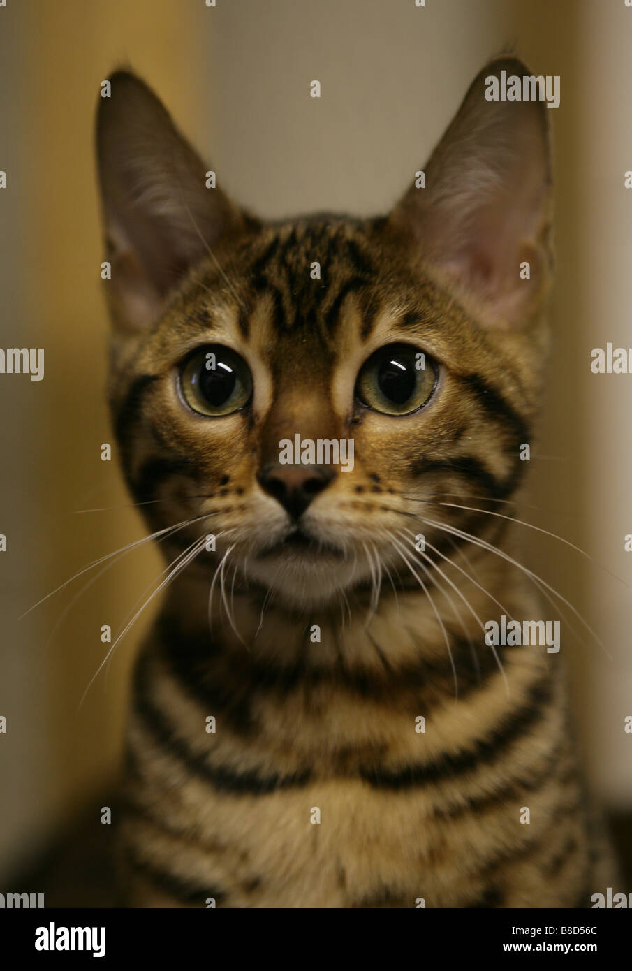 Rosetted Bengal Cat Portrait Outside Stock Photo