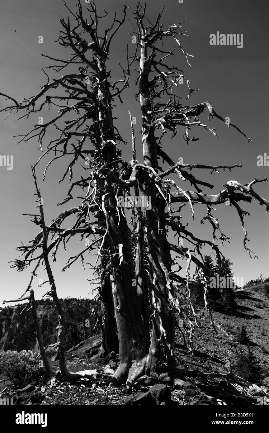 Dead trees standing on top of the volcanic crater. The Crater Lake
