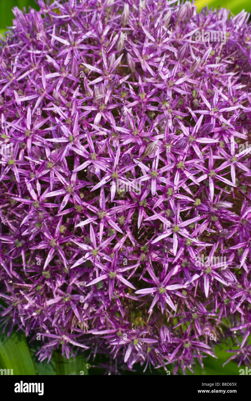 Close-up of Allium Globemaster Stock Photo