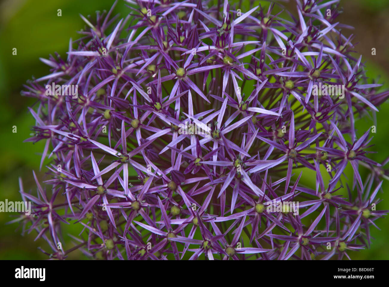 Close-up of flowers of Allium christophii synonym Allium albopilosum (Stars of Persia) in the June garden. Stock Photo