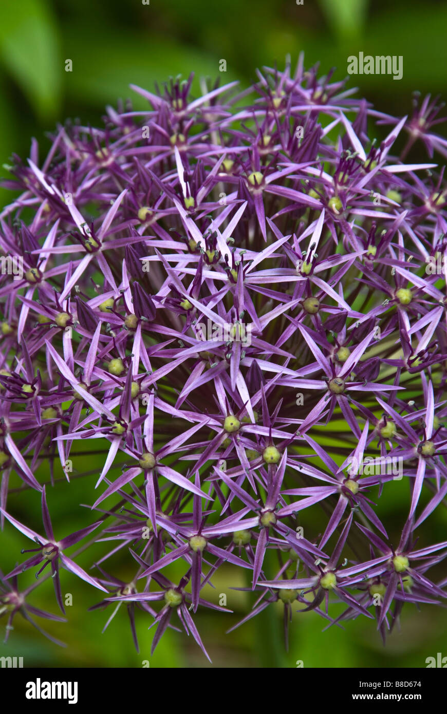 Closeup of flowers of Allium christophii synonym Allium albopilosum (Stars of Persia) in the June garden. Stock Photo