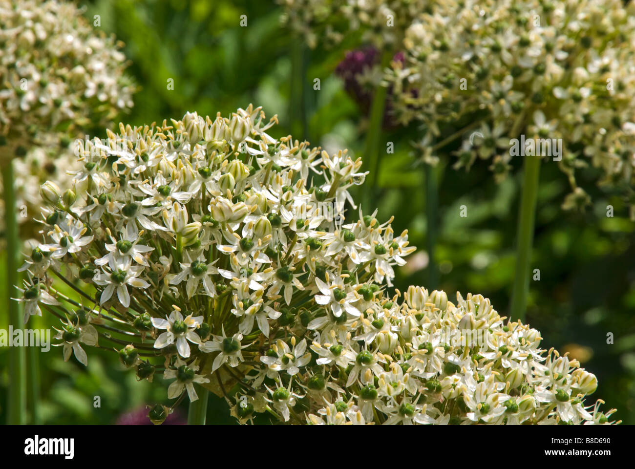 Close-up of Allium nigrum flowers in an early summer garden. Stock Photo