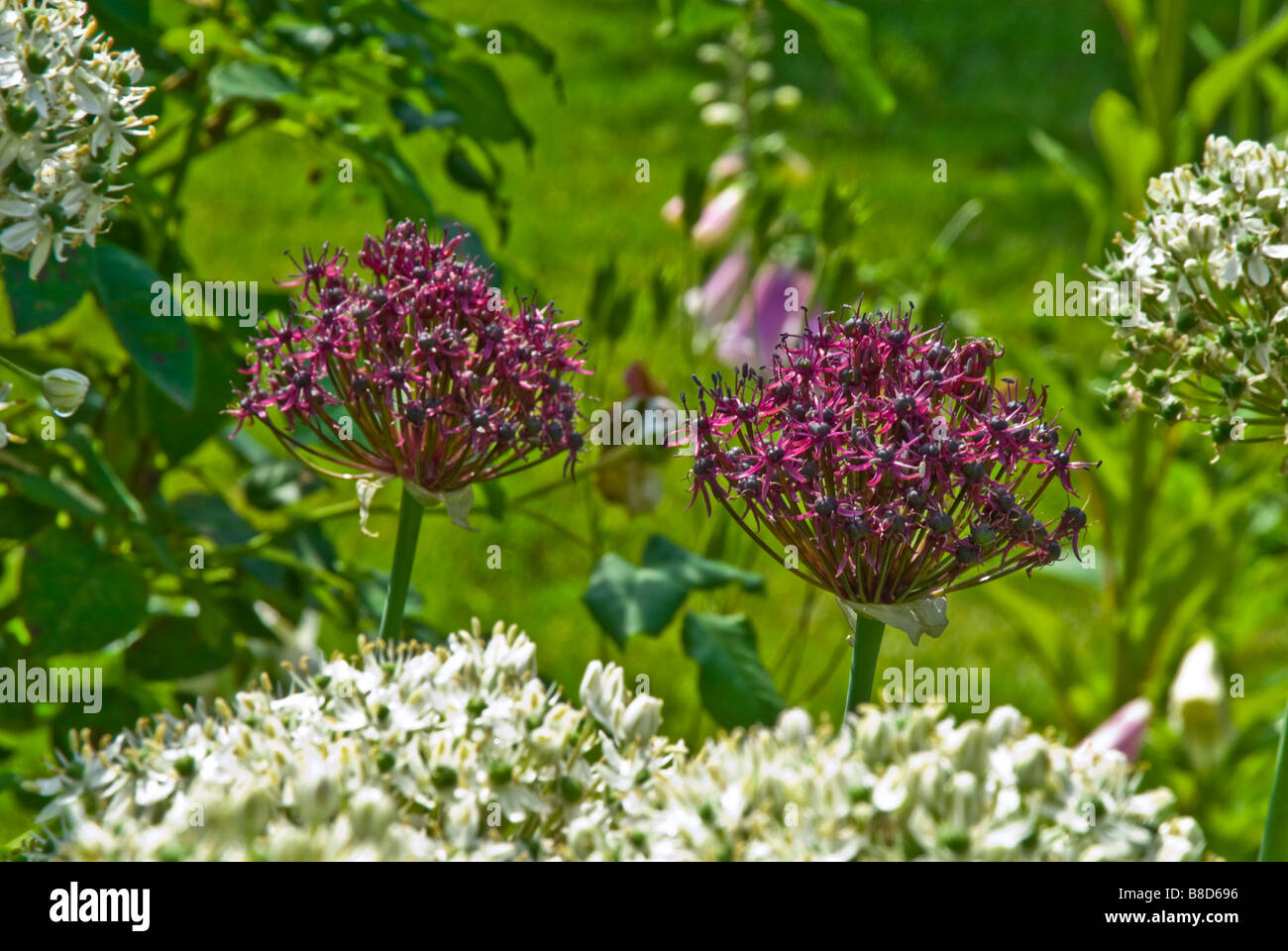 Allium nigrum and Allium purpureum bloom together in an early summer garden for a 'black and white' color scheme.. Stock Photo