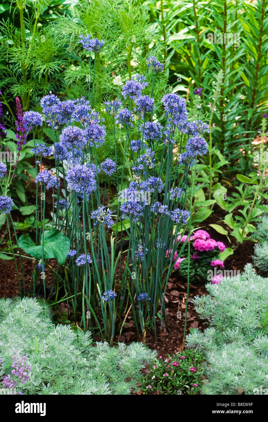 Allium caeruleum/Allium azureum (blue globe onion) bloms in early summer garden; looks great with plants with silver foliage. Stock Photo