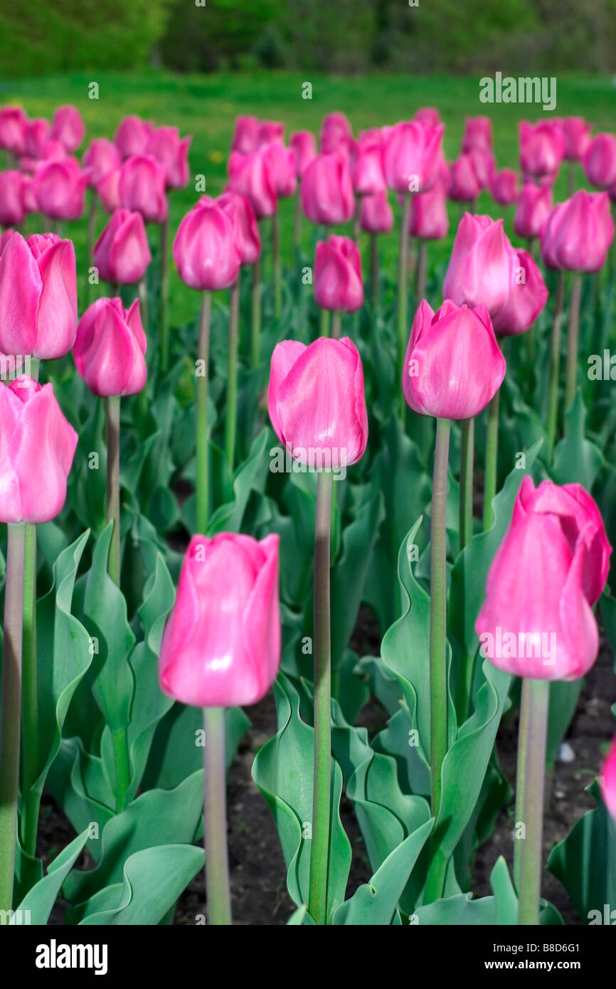 Tulips (Carolus Clusius Stock Photo Alamy