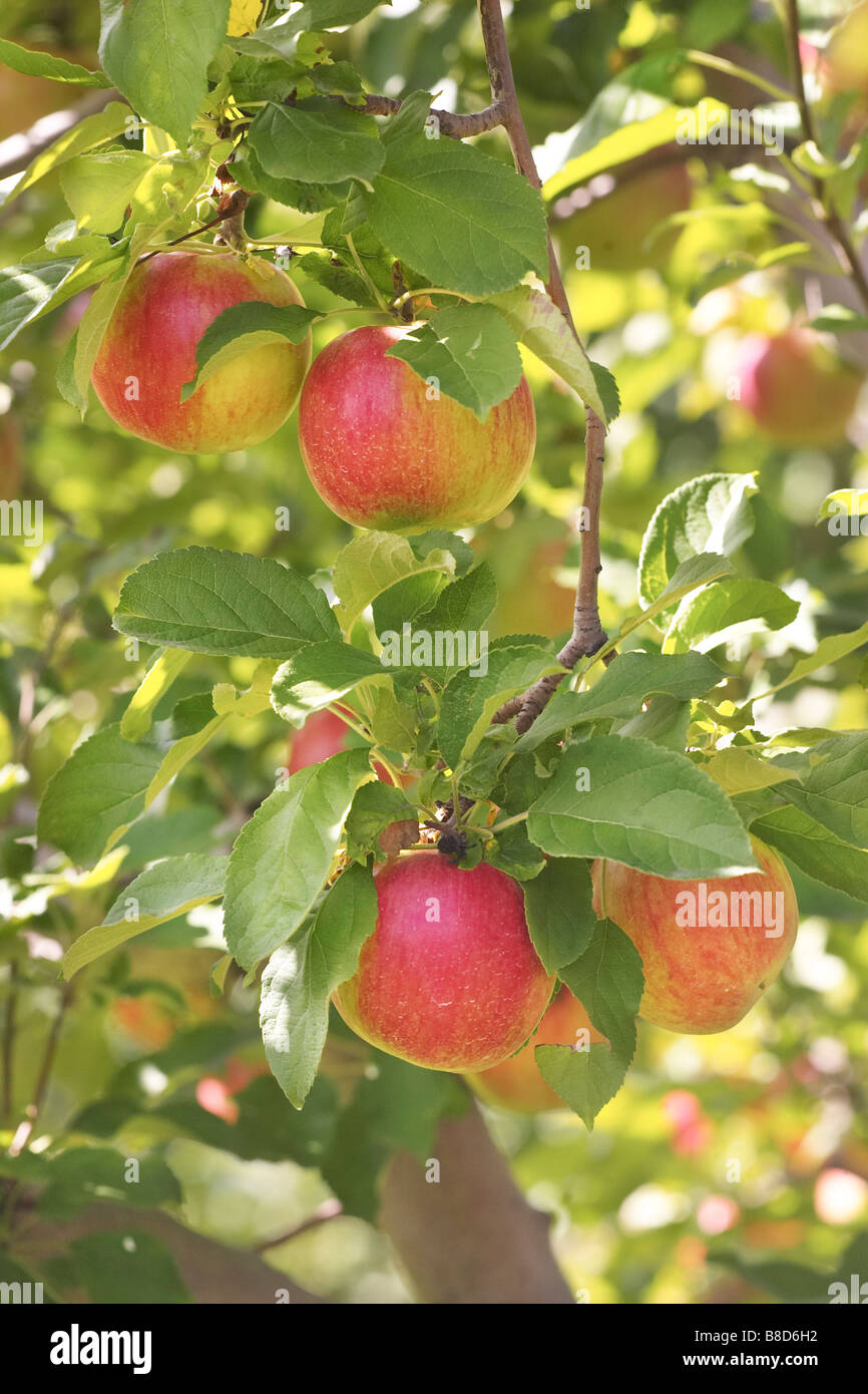 Red Apples On Tree Stock Photo Image Of Crop, Freshness   270574408