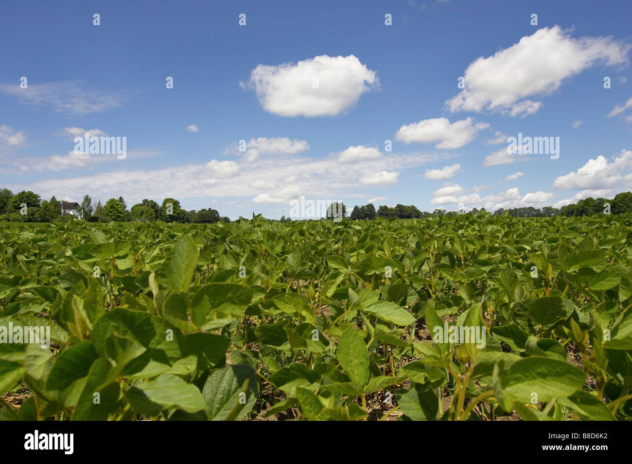 Field  Soy Beans SouthernOntario Stock Photo