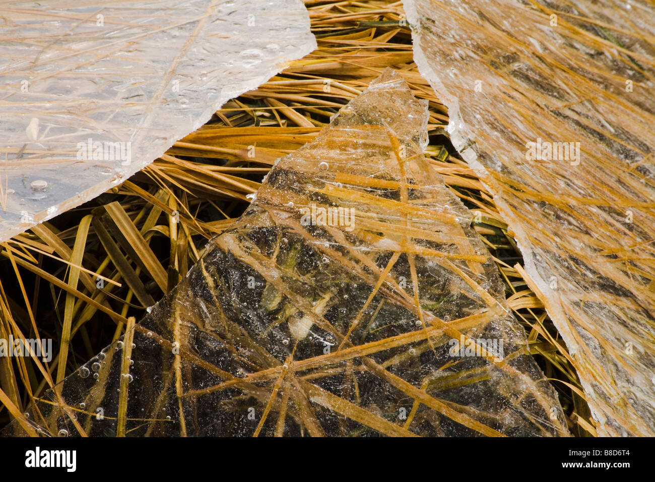 Broken Ice  Inter-Tidal Grasses, Parkers Brook, Bedford, Nova Scotia Stock Photo