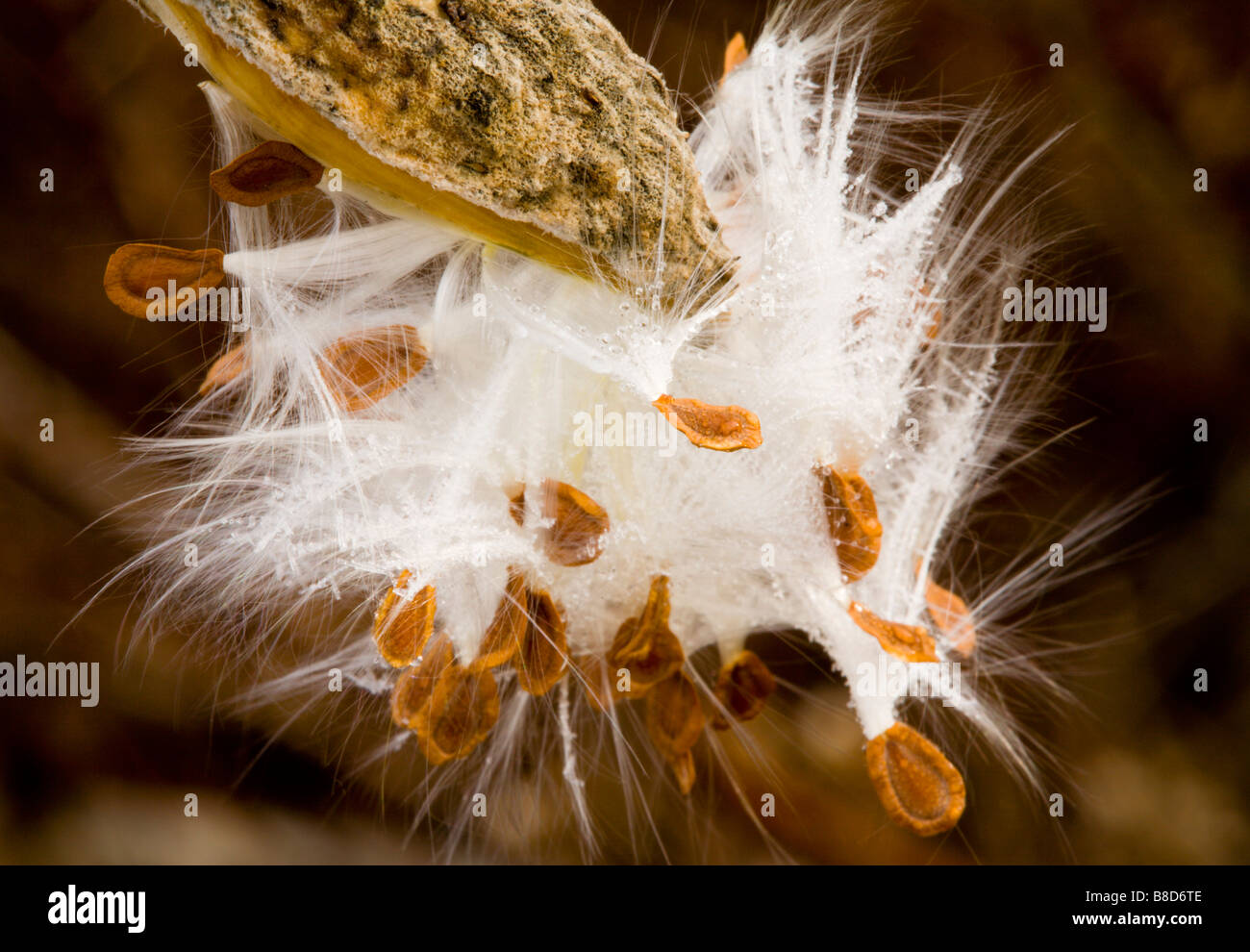 Close-Up  Exploding Milkweed Seedpod, Nova Scotia Stock Photo