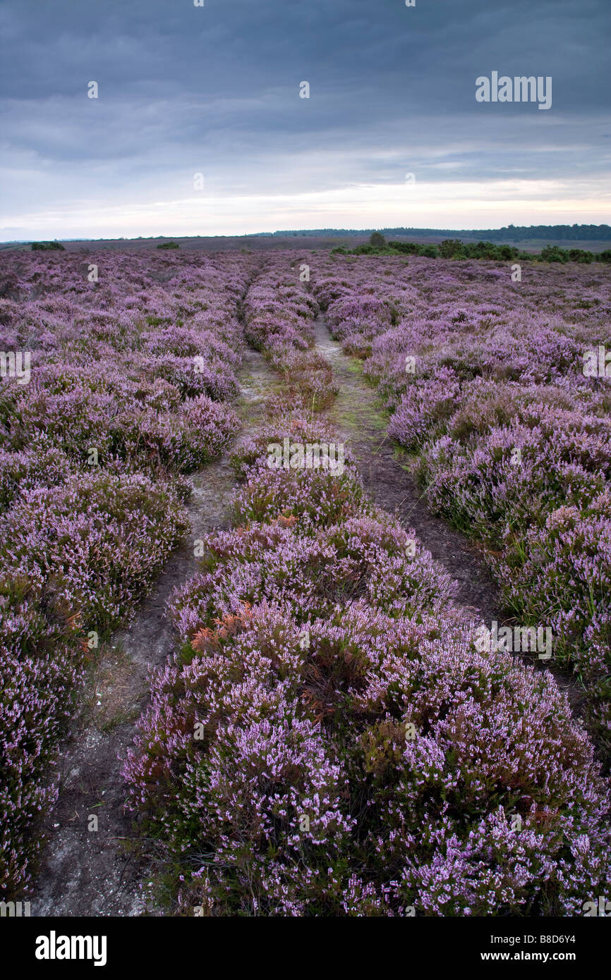 Ling heather new forest hi-res stock photography and images - Alamy