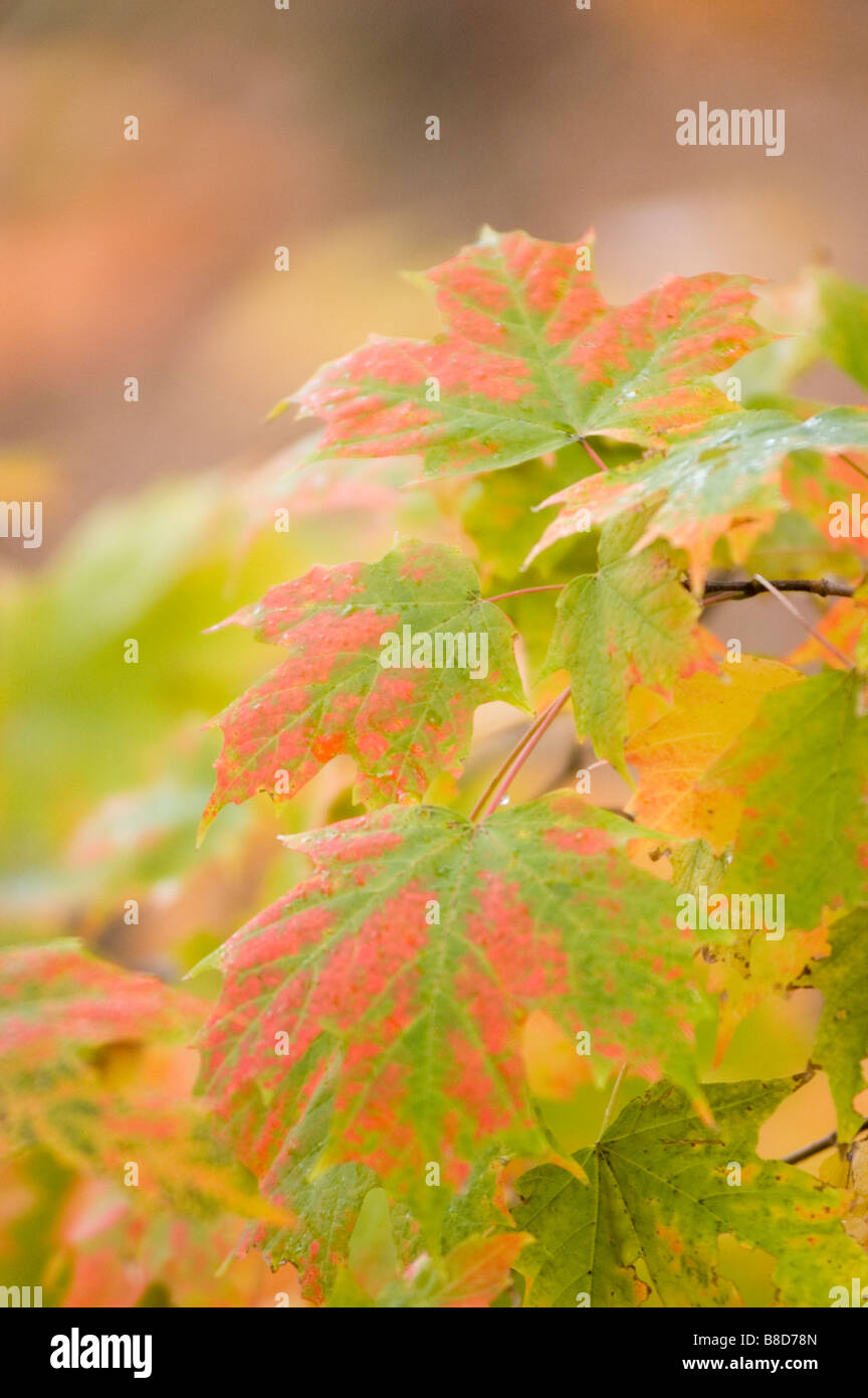Autumn acer tree foliage, Autumn, trees, foliage, forest, leaf, leaves, color, colorful, fall, autumn, tourist, nature Stock Photo