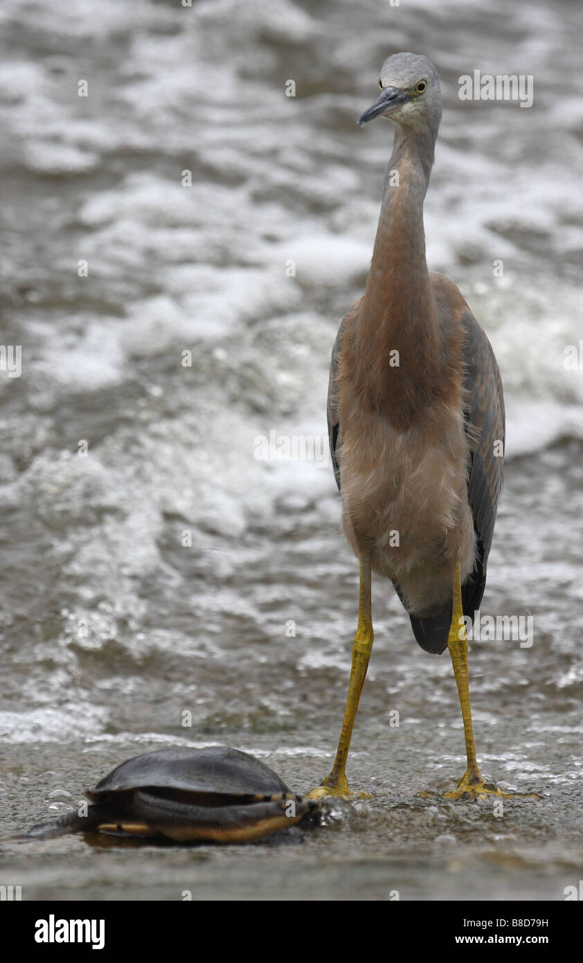 snake-necked turtle and a white-faced heron on a weir Stock Photo