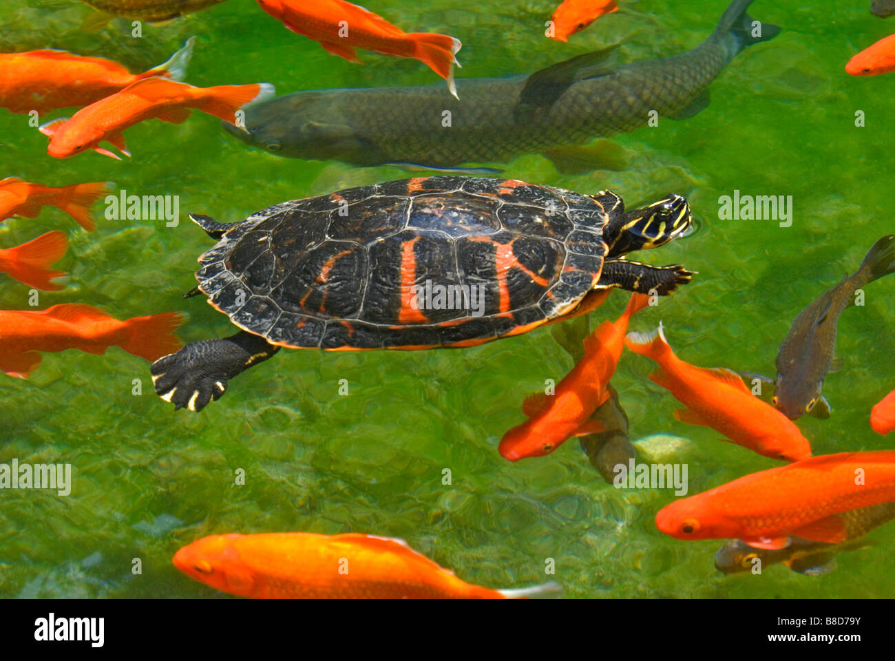 Red Belly, Red-Bellied Turtle swimming in pond with Aka Muji variety of Koi fish, Colorado. (Neither are native to Colorado) Stock Photo
