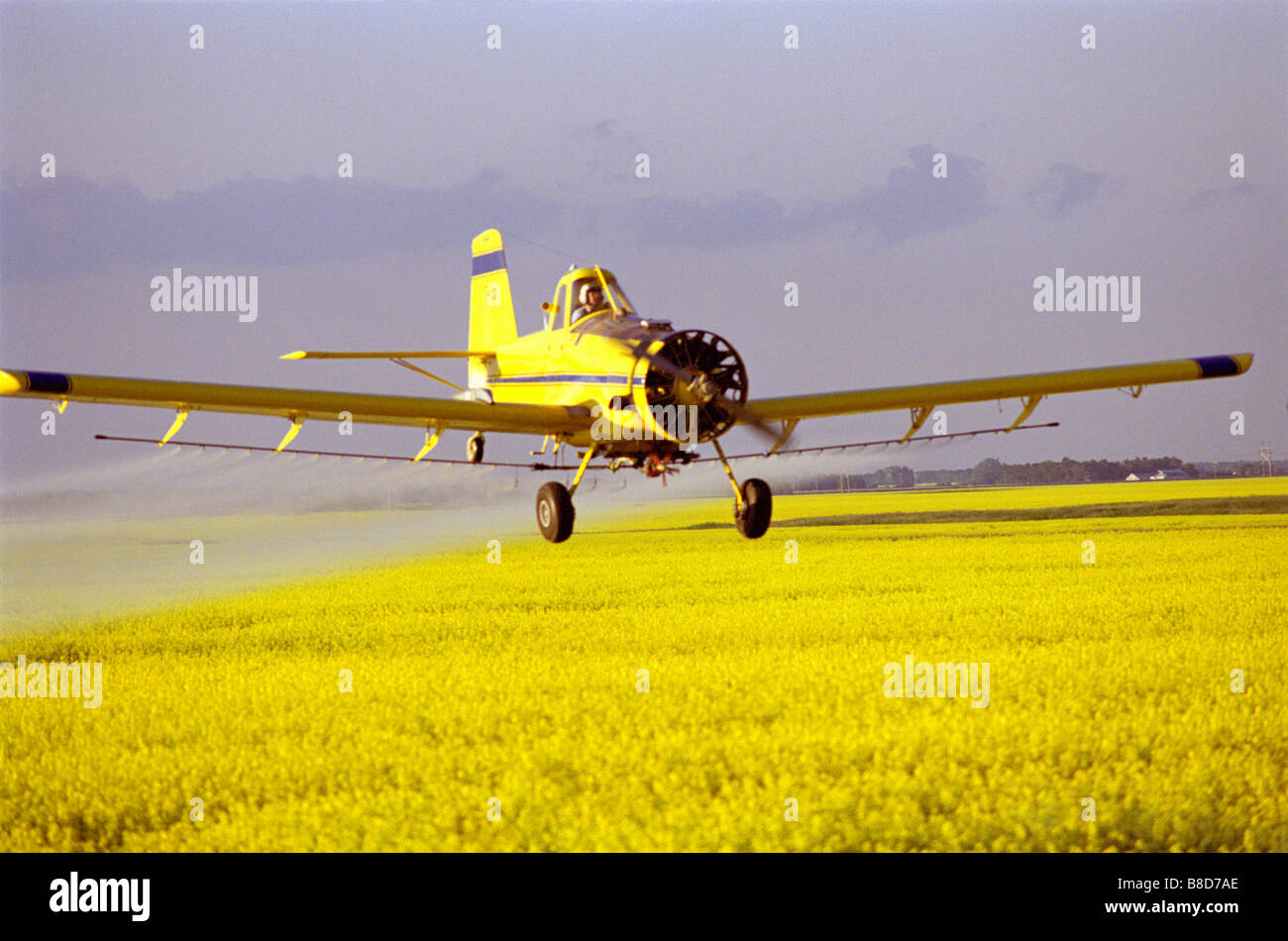Plane Spraying Fungicide Canola Crop, Poplar Point, Manitoba Stock