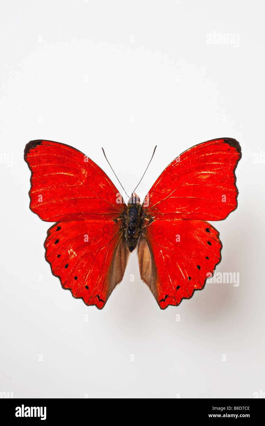 Red Butterfly Species