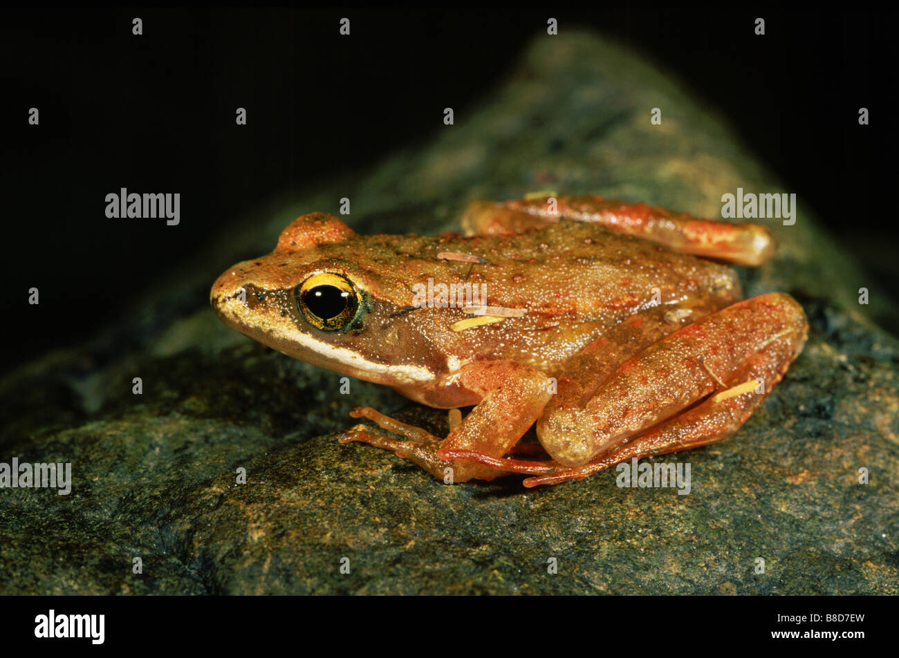 Iberian frog (Rana iberica) Stock Photo
