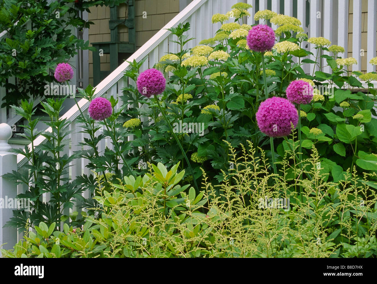 Giant ornamental onions soar above other plants in this dooryard garden in early June. Stock Photo