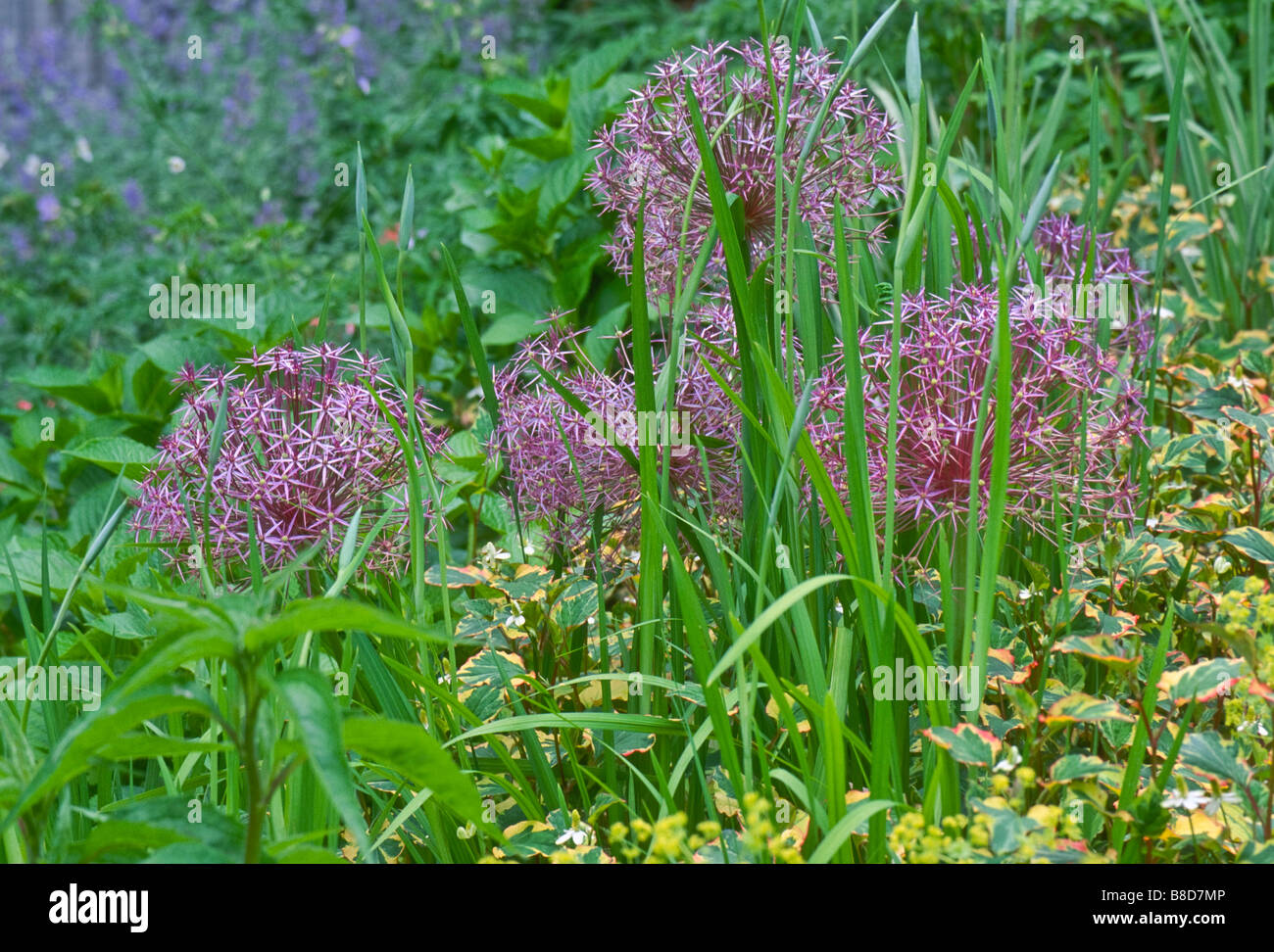 Rounded starbursts of ) Allium christophii (synonym Allium albopilosum) (Stars of Persia) bloom in early summer garden. Stock Photo