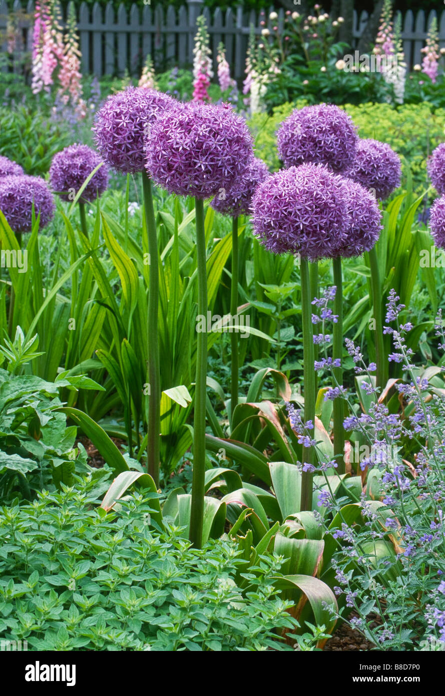 Early summer blue, pink, purple garden plant combination includes contrasting flower textures and shapes. Stock Photo