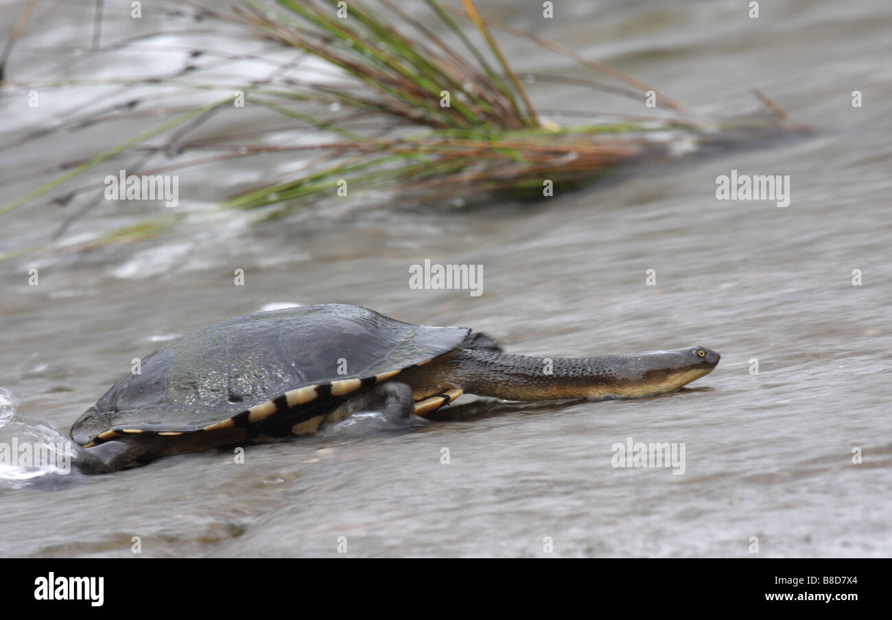 snake-necked turtle climbing a weir Stock Photo