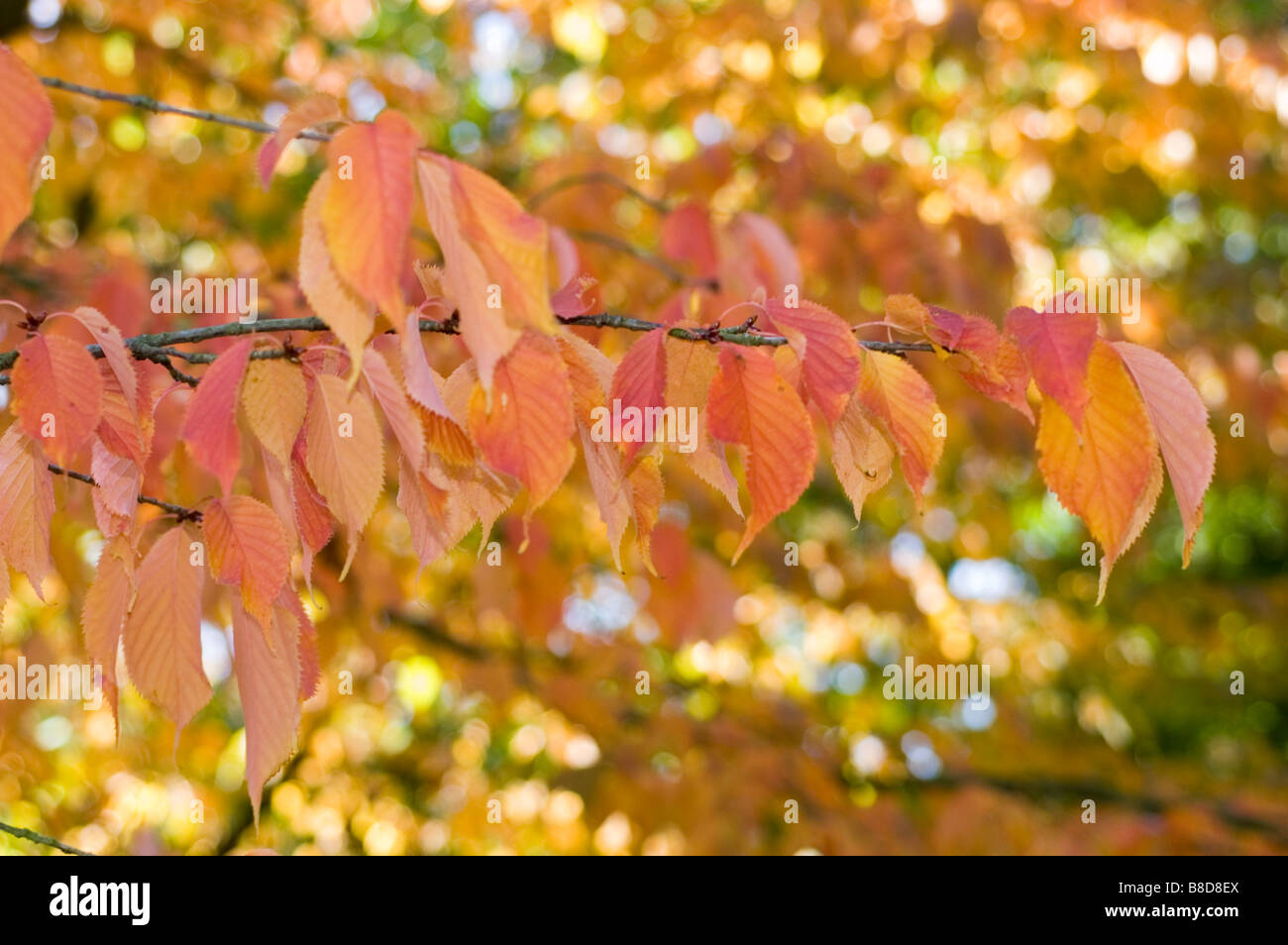 Red yellow autumn leaves of cherry tree, prunus x hillieri Kornicensis, Rosaceae family Stock Photo