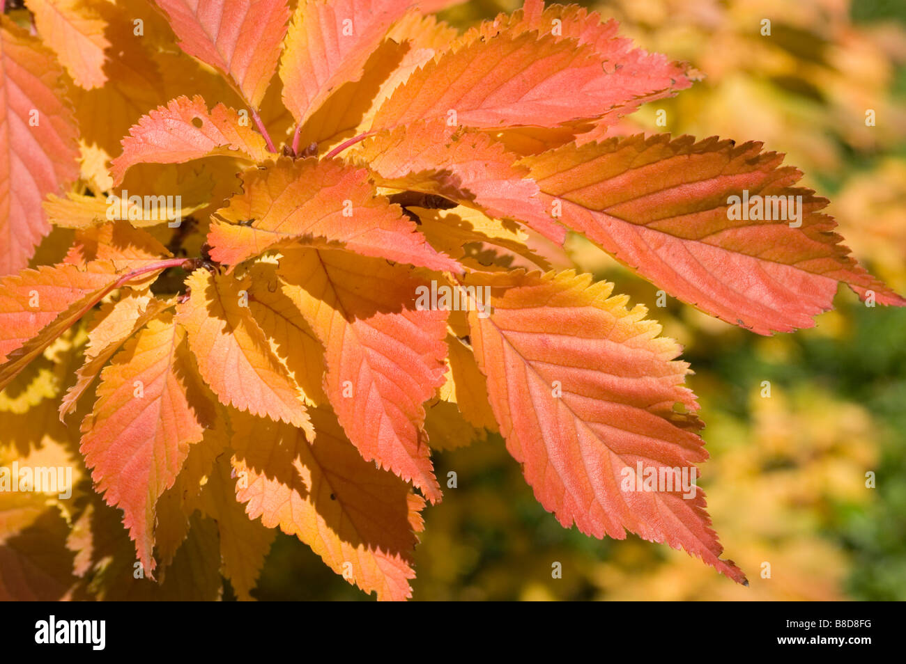 Red yellow autumn leaves of cherry tree, prunus x hillieri Kornicensis, Rosaceae family Stock Photo