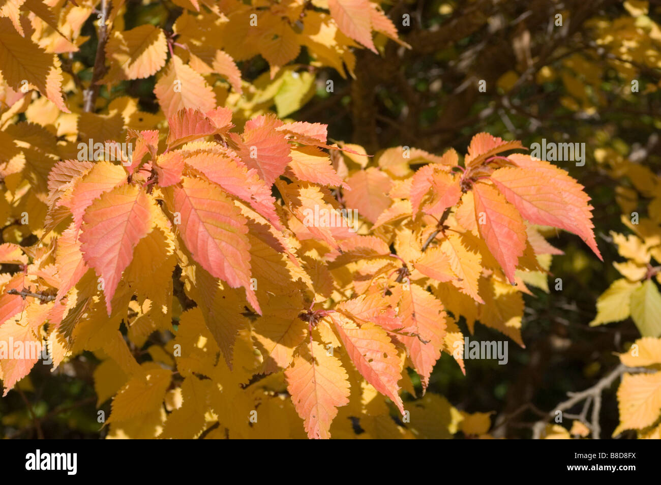 Red yellow autumn leaves of cherry tree, prunus x hillieri Kornicensis, Rosaceae family Stock Photo