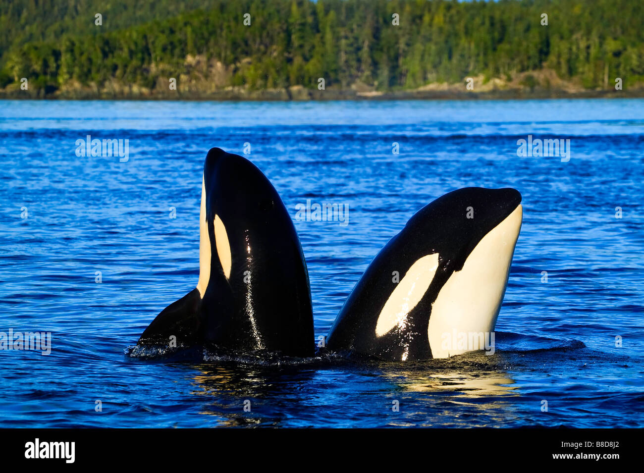 Two Orcas (Killer Whales, orcinus orca) , mother and calf spyhopping ...