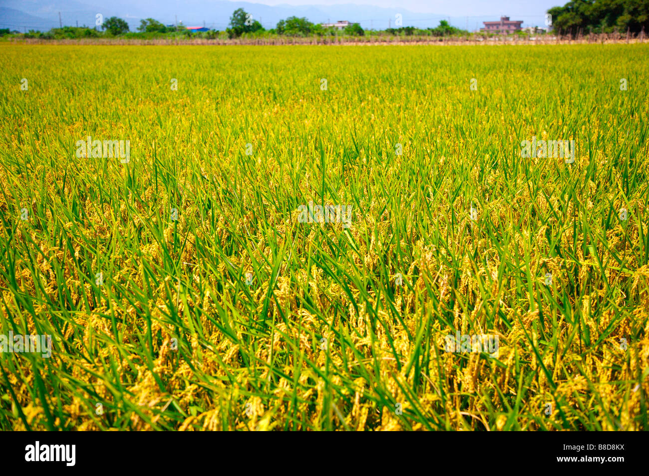 Rice growing on plantation close up Stock Photo - Alamy