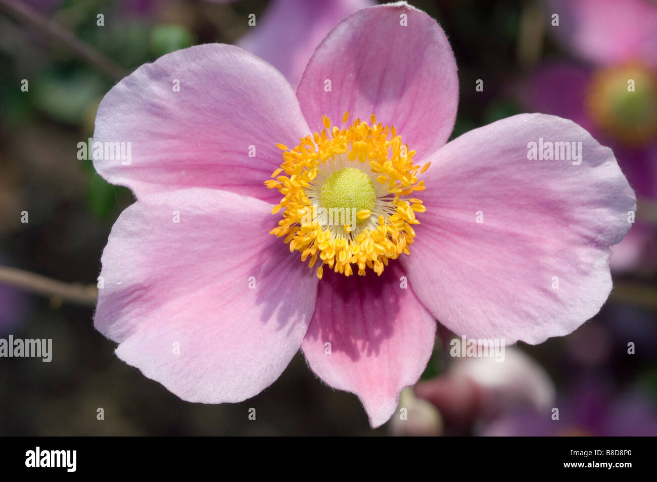 Japanese thimbleweed, Japanese Windflower, Japanese Anemone, Japanese Thimbleflower, Anemone hupehensis hort. September Charm Stock Photo