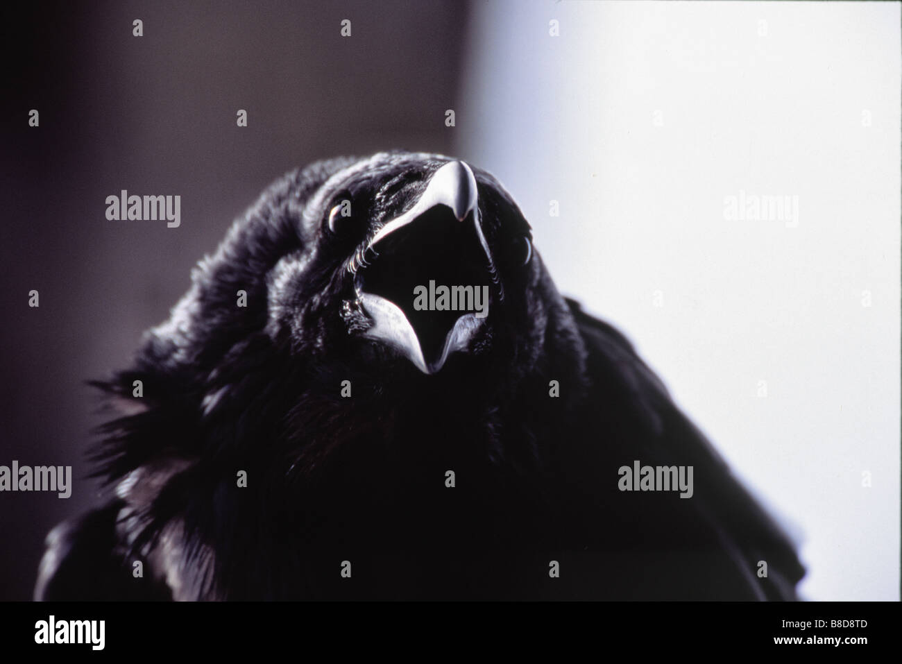 Raven with open mouth hires stock photography and images Alamy