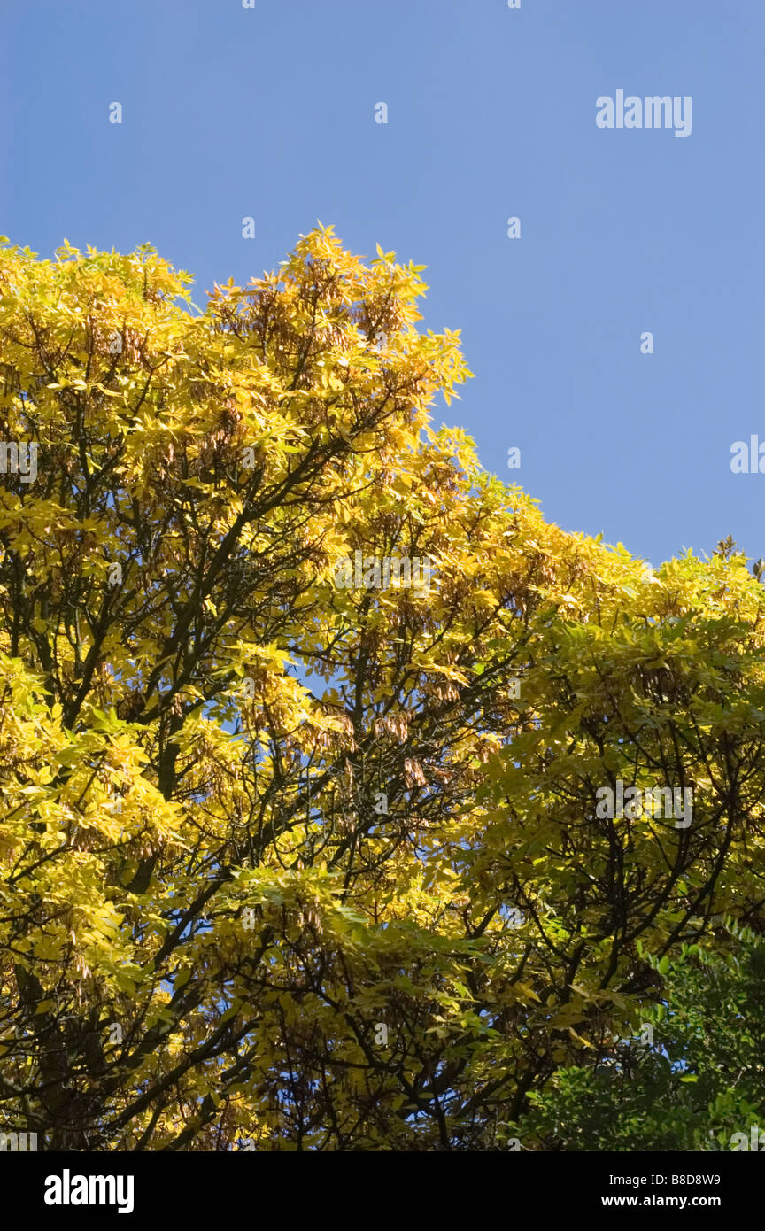 Yellow autumn leaves of Red Ash Tree, Fraxinus Pennsylvanica Crispa, Oleaceae Stock Photo