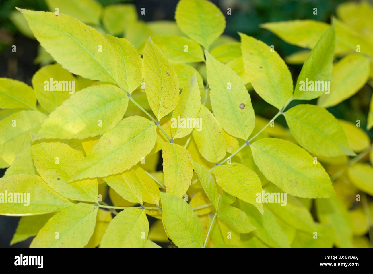 Yellow autumn leaves of Red Ash Tree, Fraxinus Pennsylvanica Crispa, Oleaceae Stock Photo
