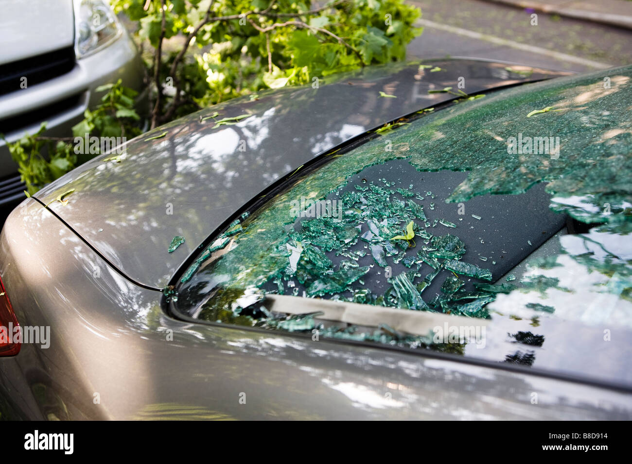 Car Rear Windshield Broken from Fallen Tree after Large Thunder Storm