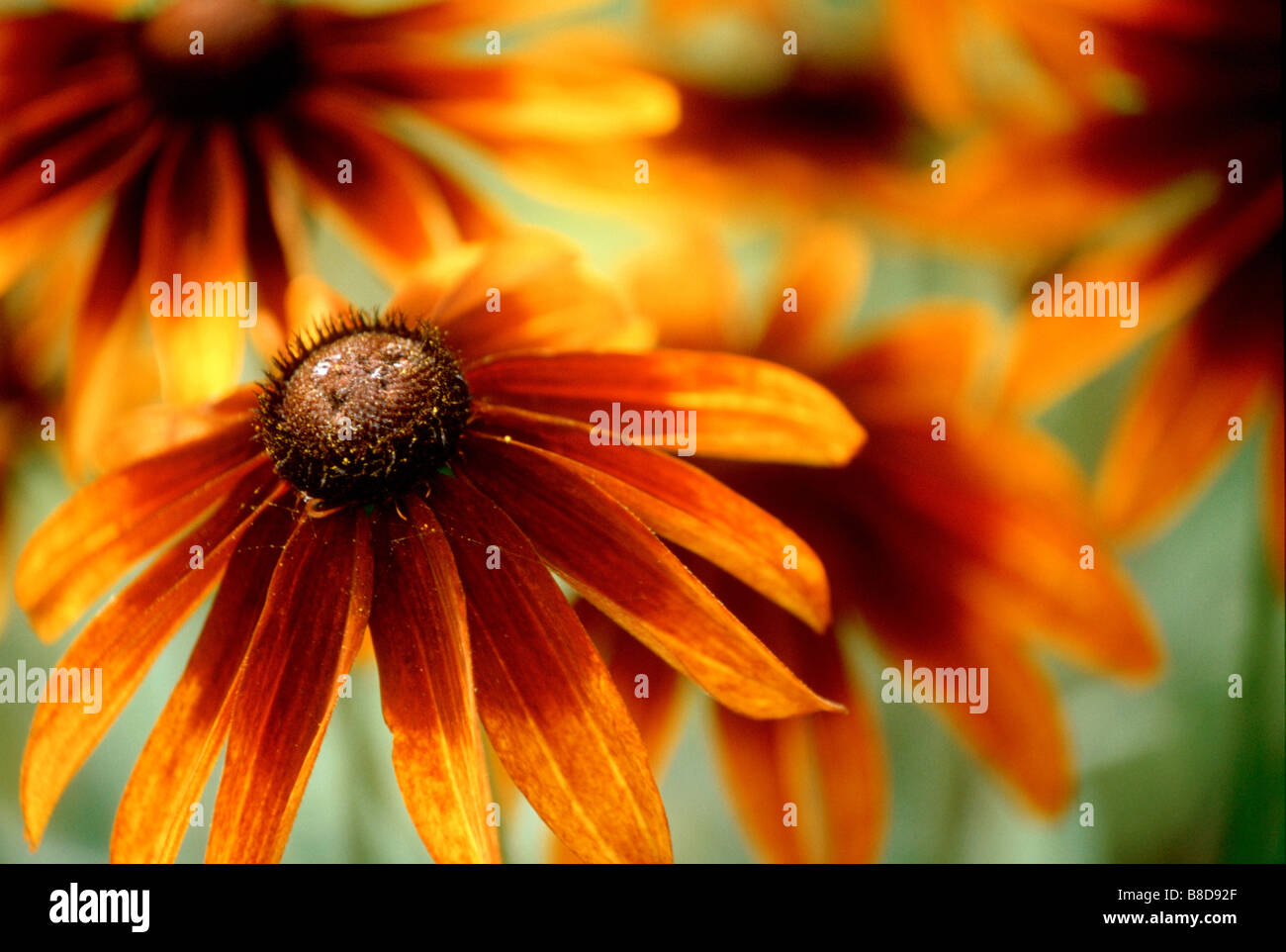 BlackEyed Susan Flowers Stock Photo Alamy