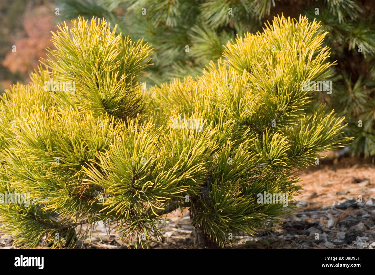 Dwarf Golden Mugo Pine, Pinus Mugo v. Carsten's Wintergold, Pinaceae family Stock Photo