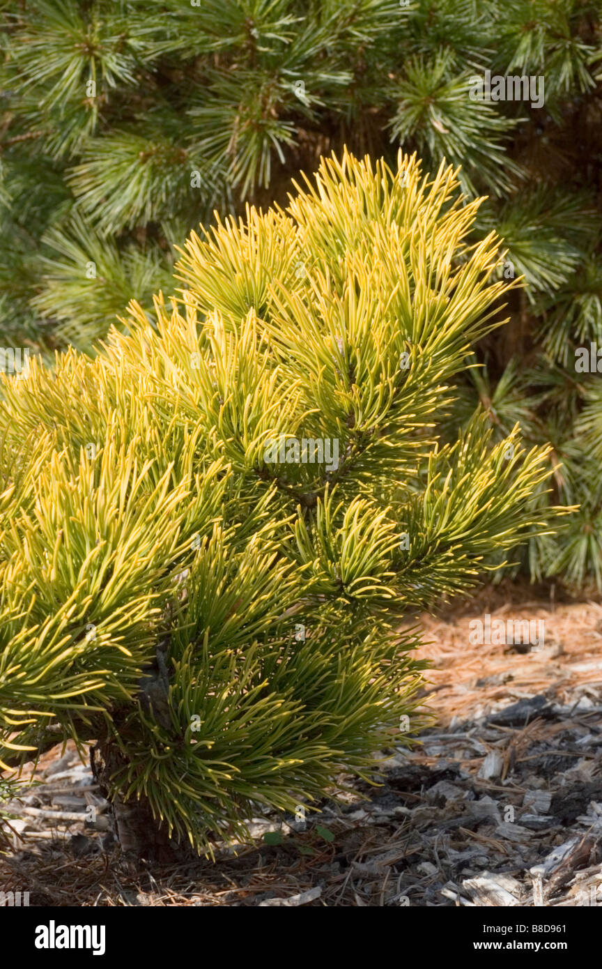 Dwarf Golden Mugo Pine, Pinus Mugo v. Carsten's Wintergold, Pinaceae family Stock Photo