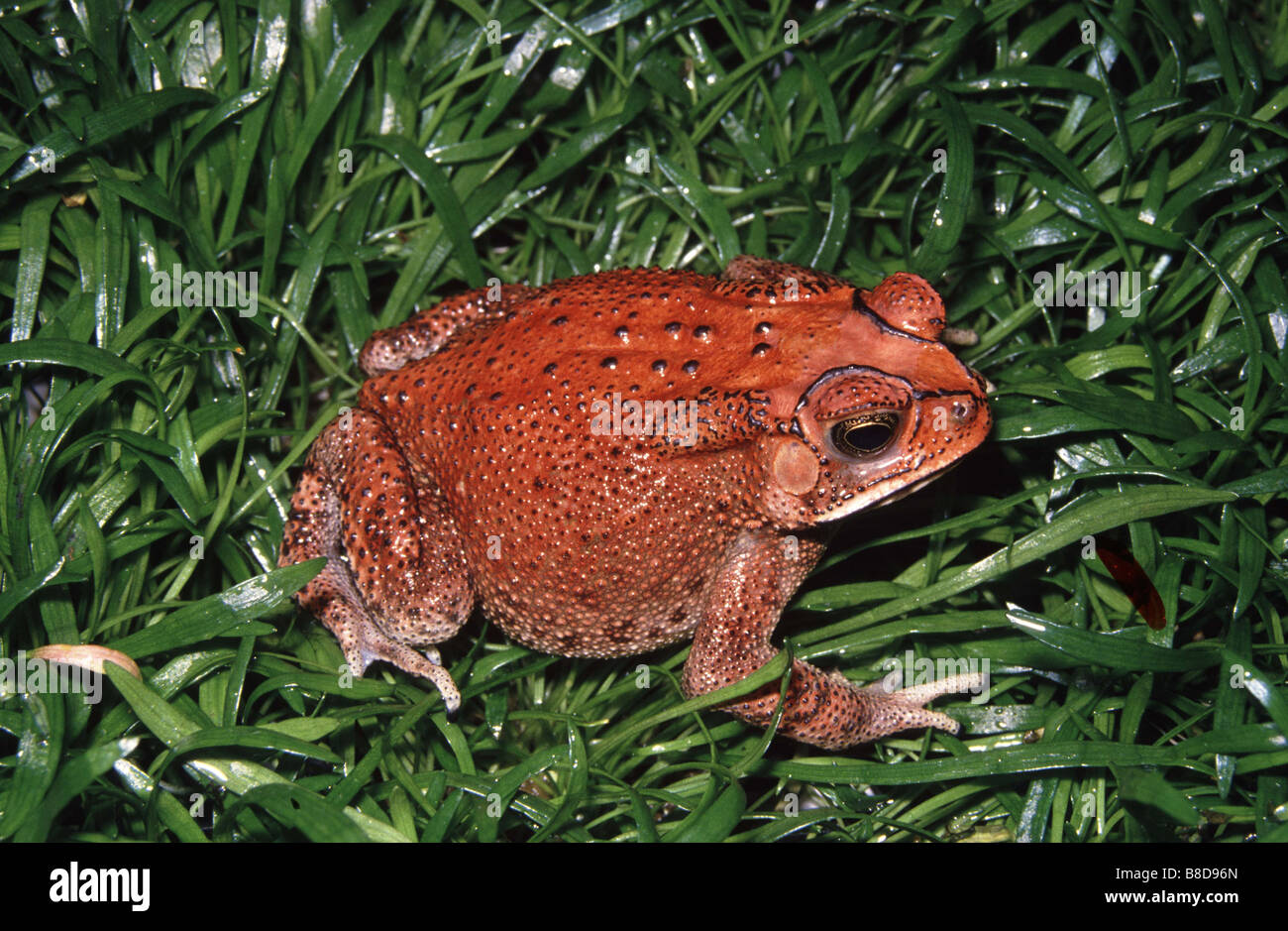 Bufo melanostictus,   Asian Toad Stock Photo