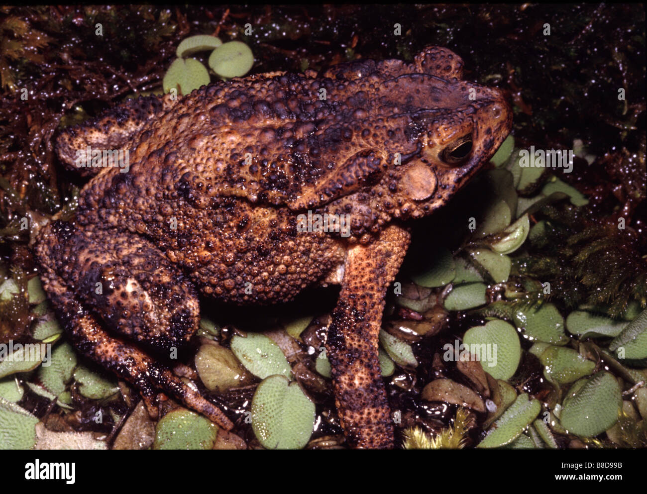 Phrynoidis aspera, Giant asiatic toad Stock Photo
