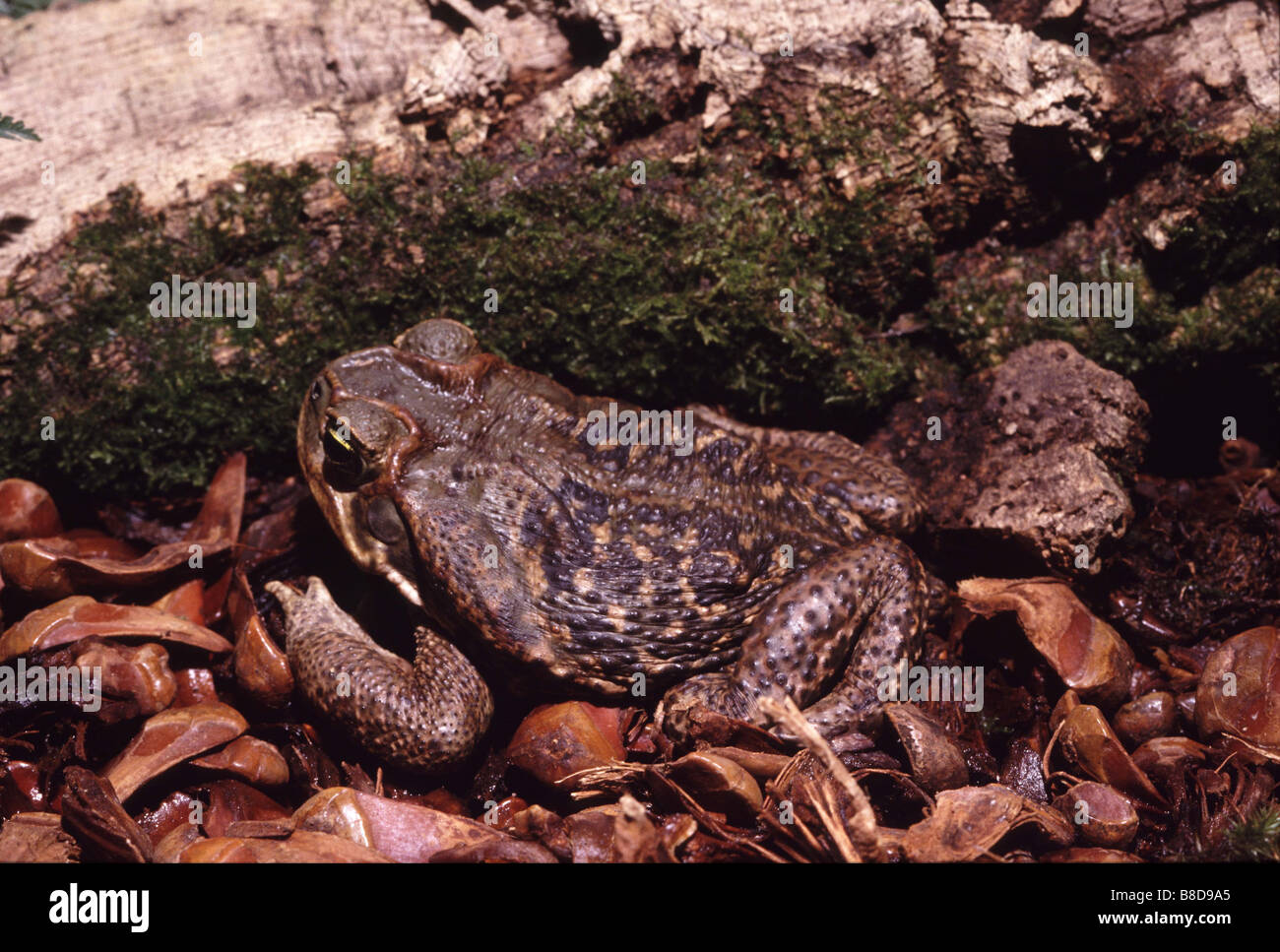 Chaunus marinus, Giant toad or Marine toad Stock Photo