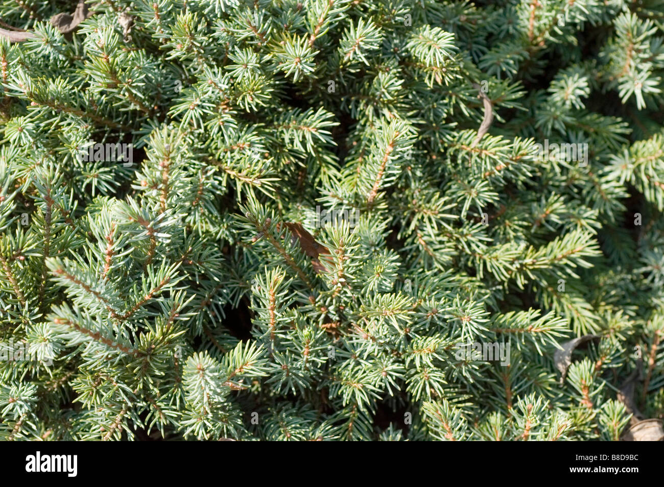 White Spruce, Picea Glauca Echiniformis, Pinaceae family Stock Photo