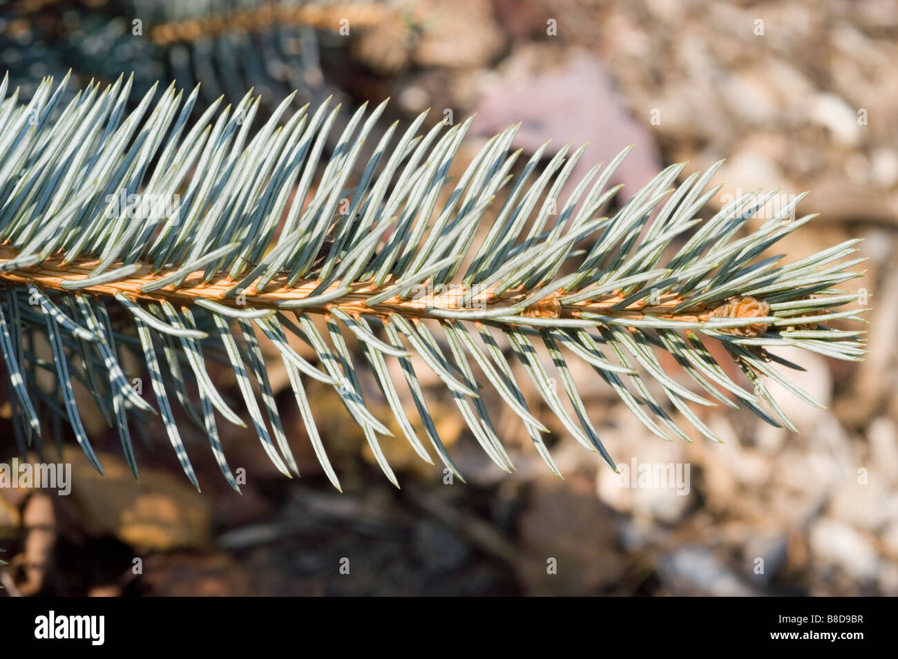 Colorado Spruce, Picea Pungens Procumbens, Pinaceae family Stock Photo